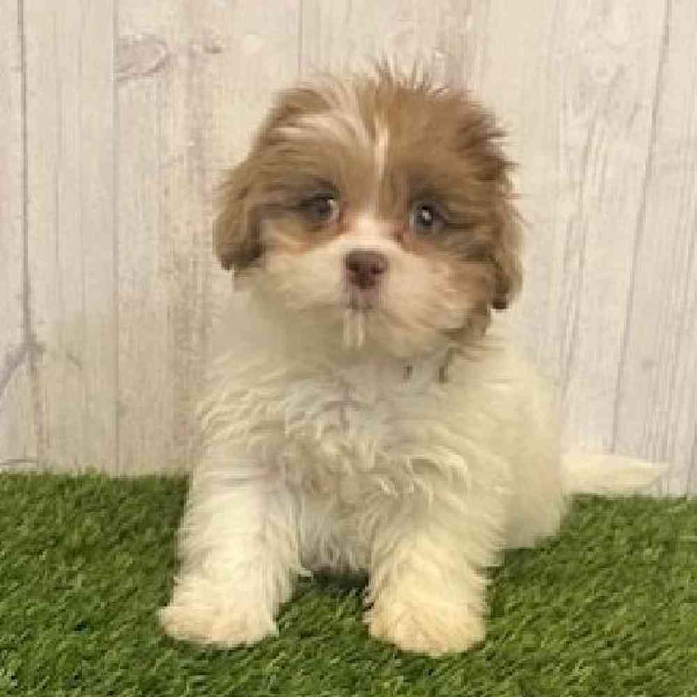 Female Shih-Poo Puppy for sale