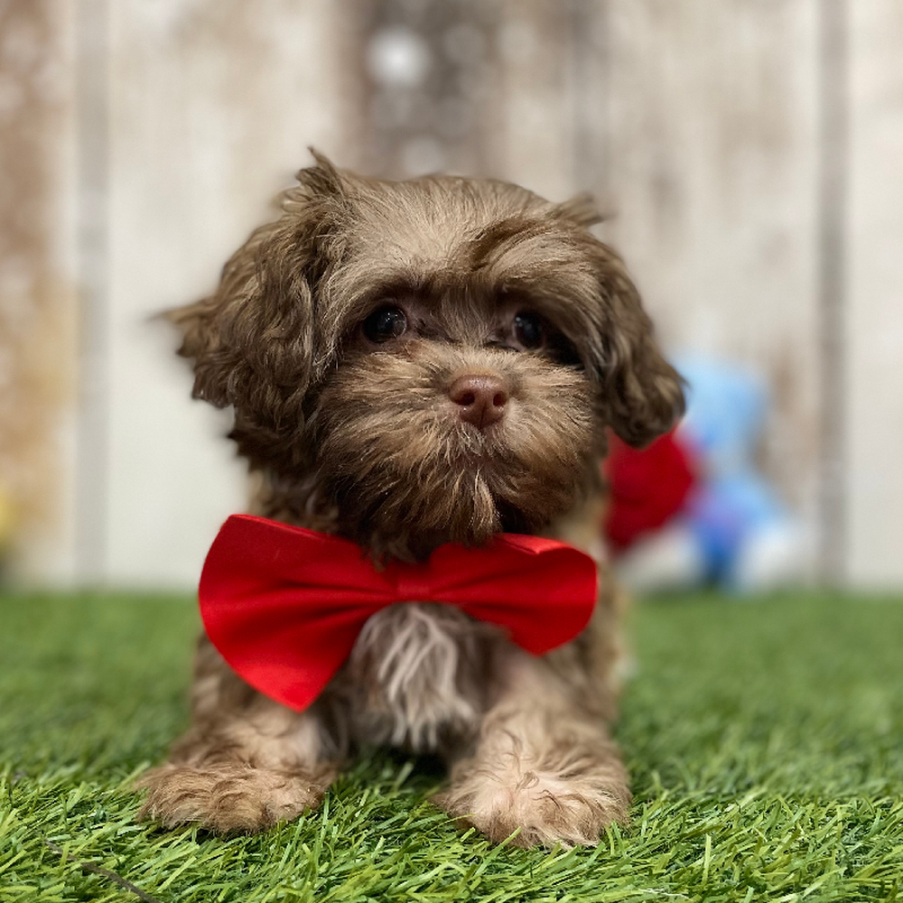 Male Havanese Puppy for Sale in Braintree, MA