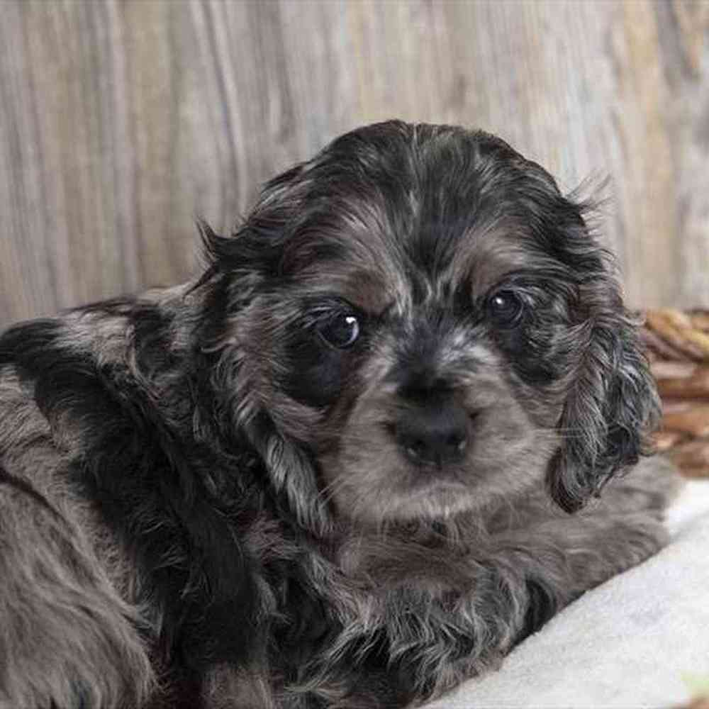 Female Cocker Spaniel Puppy for sale