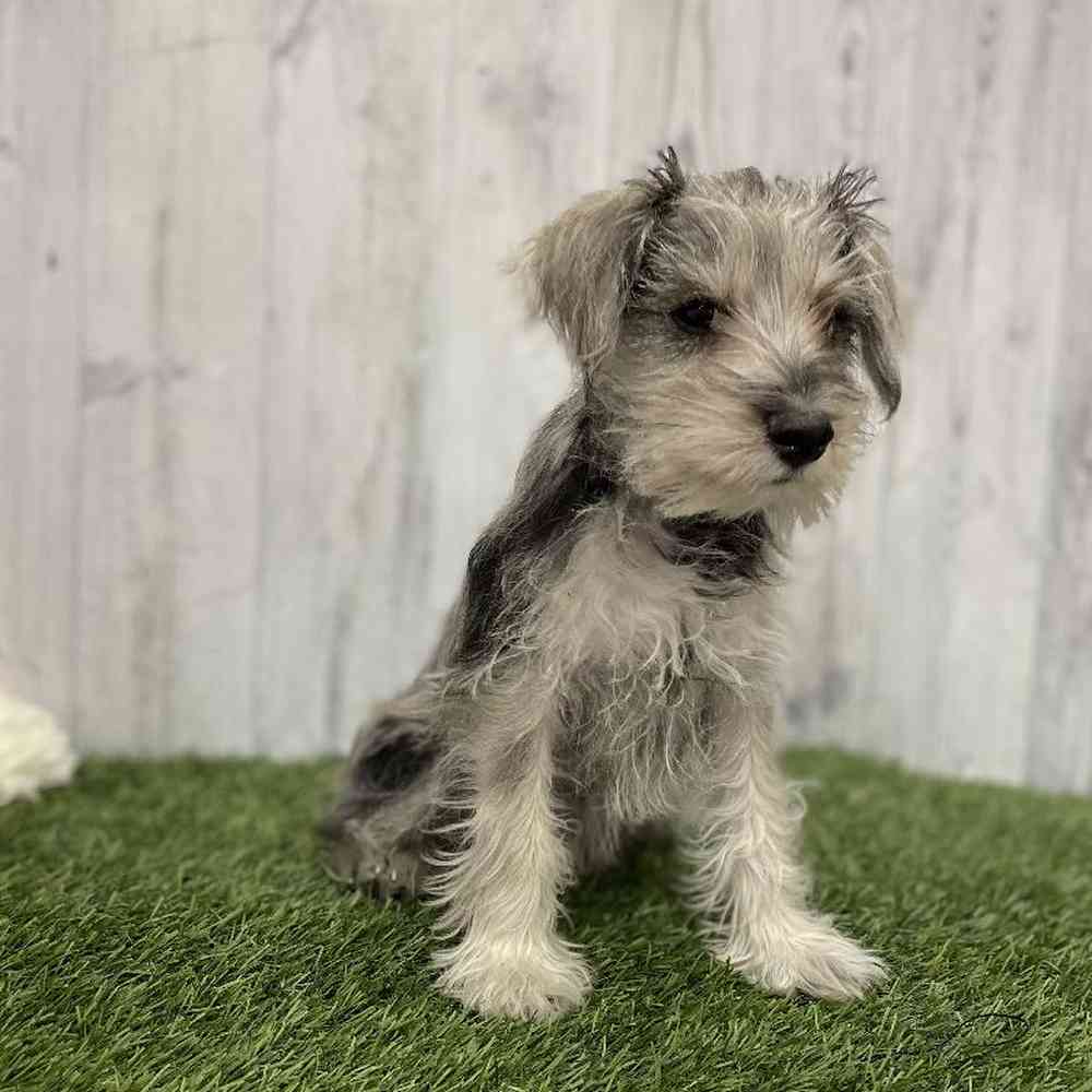 Male Miniature Schnauzer Puppy for Sale in Braintree, MA