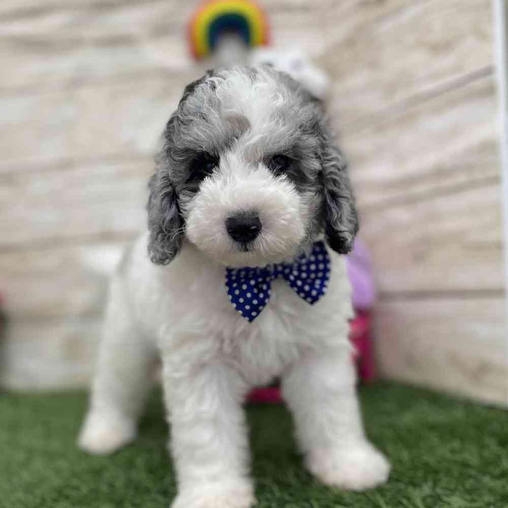 Male Mini Sheepadoodle 2nd Gen Puppy for Sale in Braintree, MA