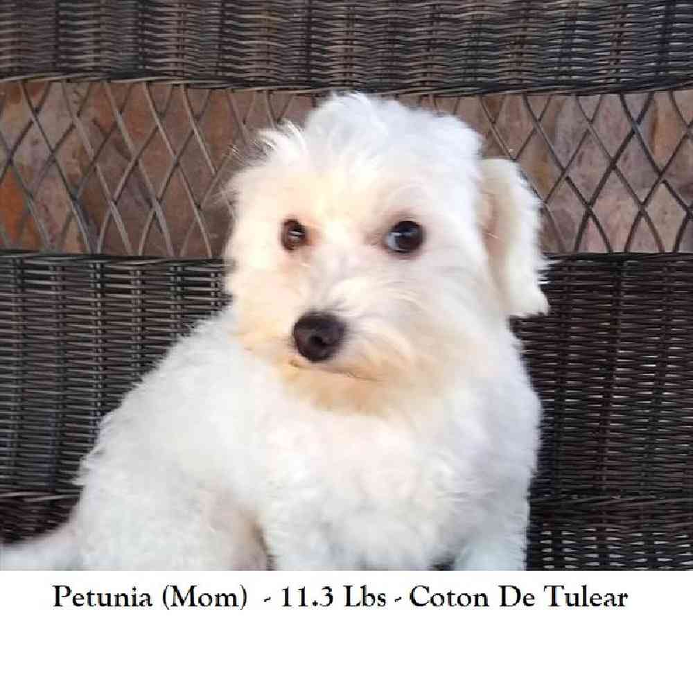 Female Coton De Tulear Puppy for Sale in Braintree, MA