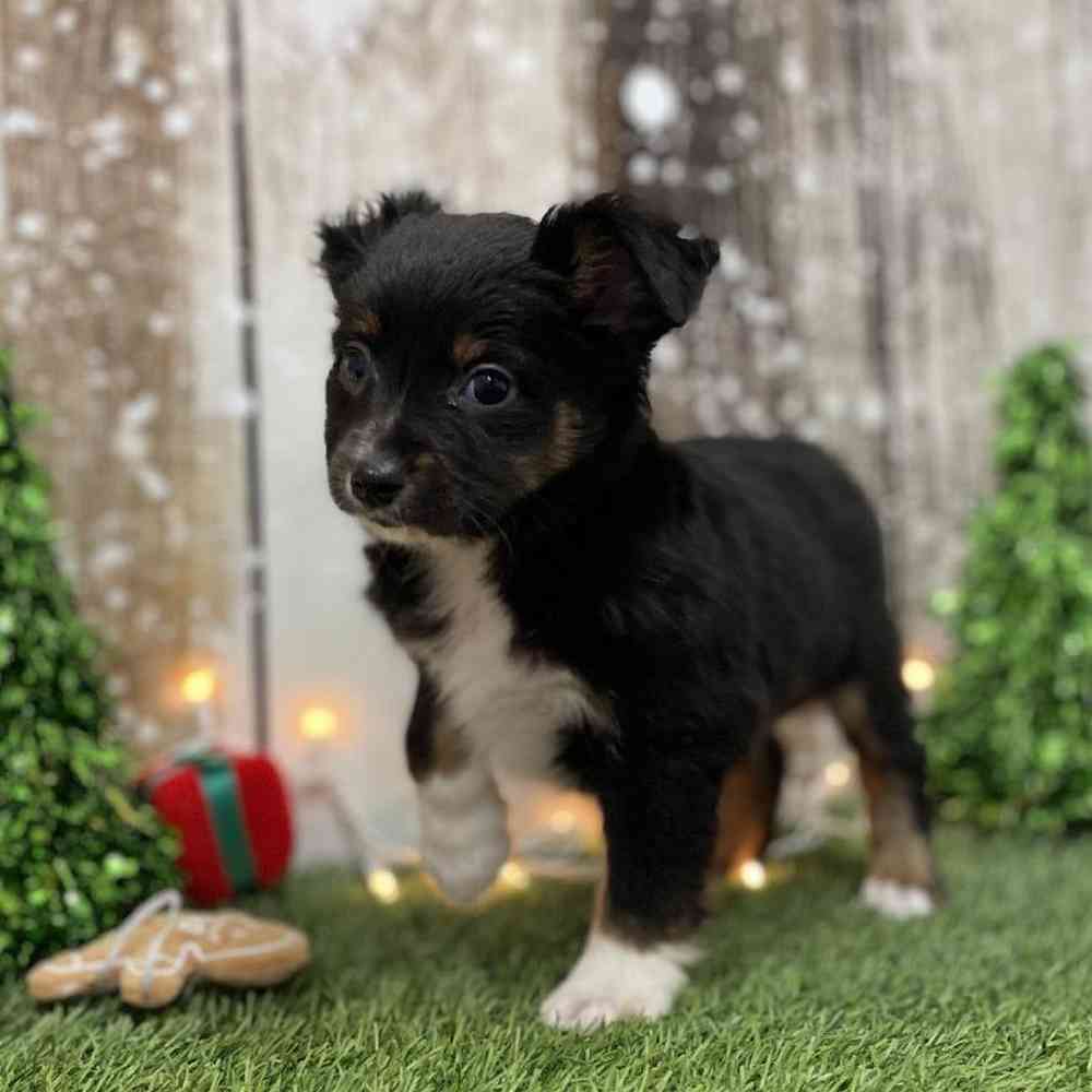 Female Miniature Australian Shepherd Puppy for Sale in Braintree, MA
