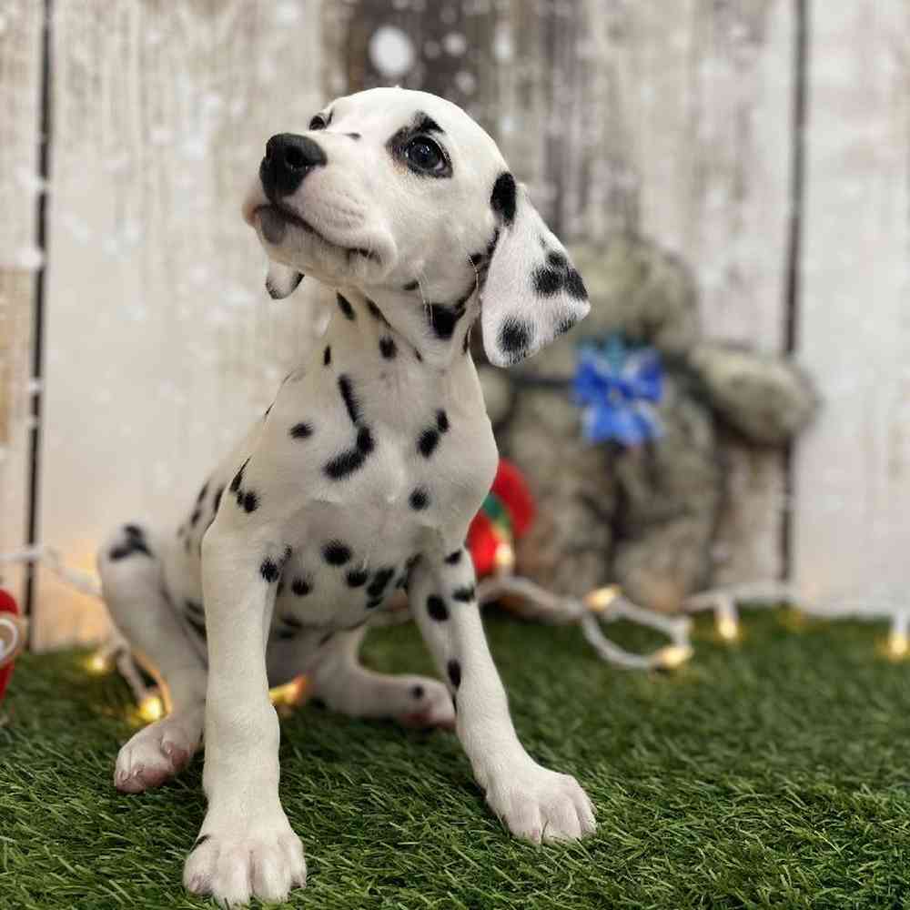 Female Dalmatian Puppy for Sale in Braintree, MA