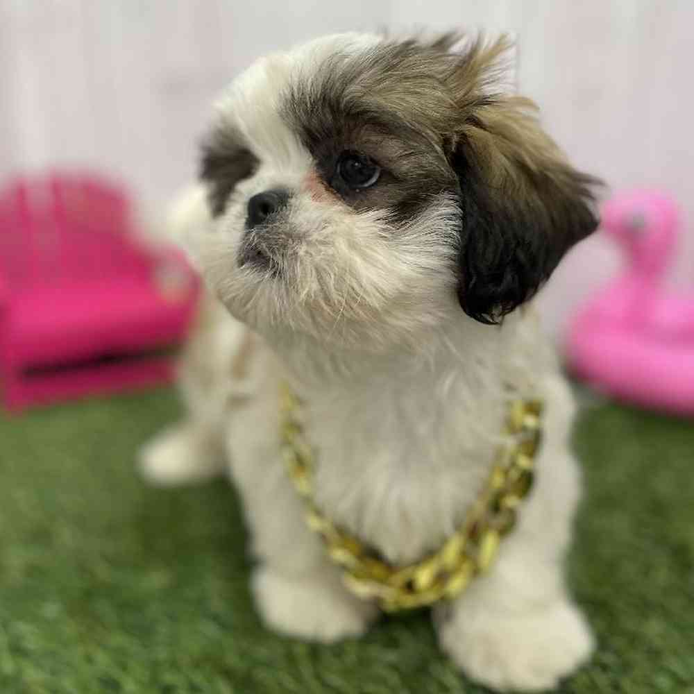 Male Shih Tzu Puppy for Sale in Braintree, MA