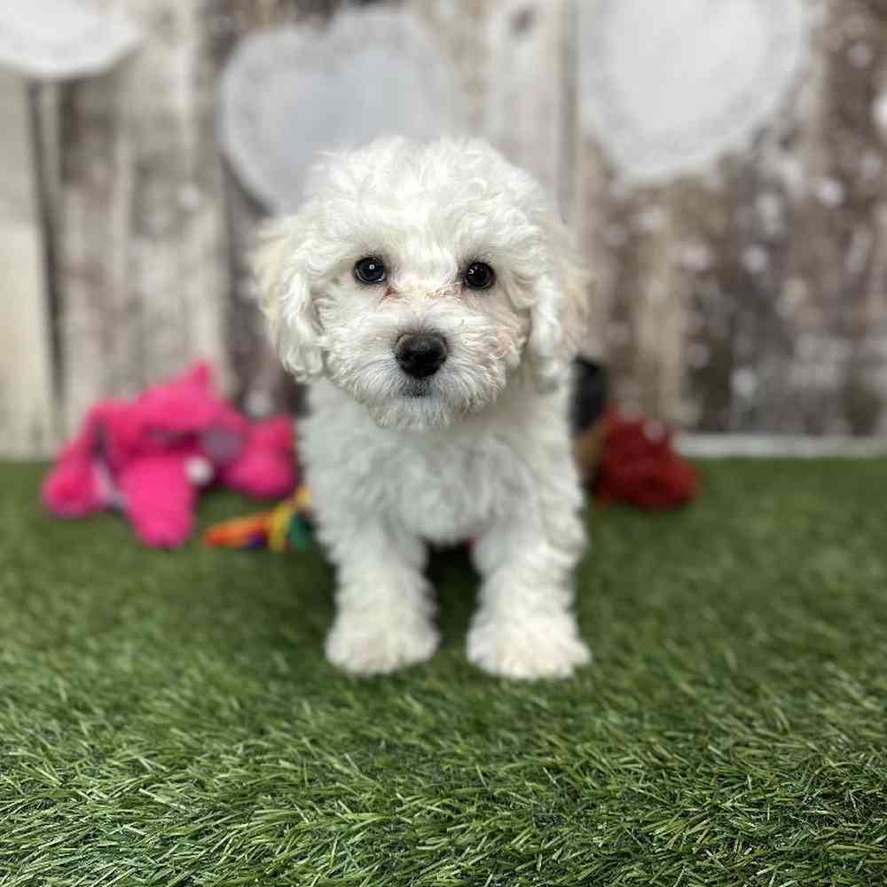 Female Bichon Frise Puppy for Sale in Saugus, MA