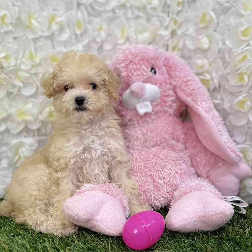 Female Poodle Toy Puppy for Sale in Braintree, MA