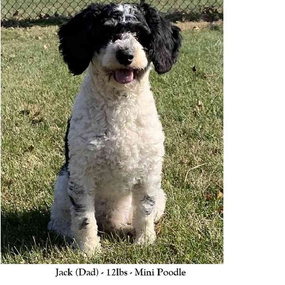 Male Mini Sheepadoodle 2nd Gen Puppy for Sale in Braintree, MA