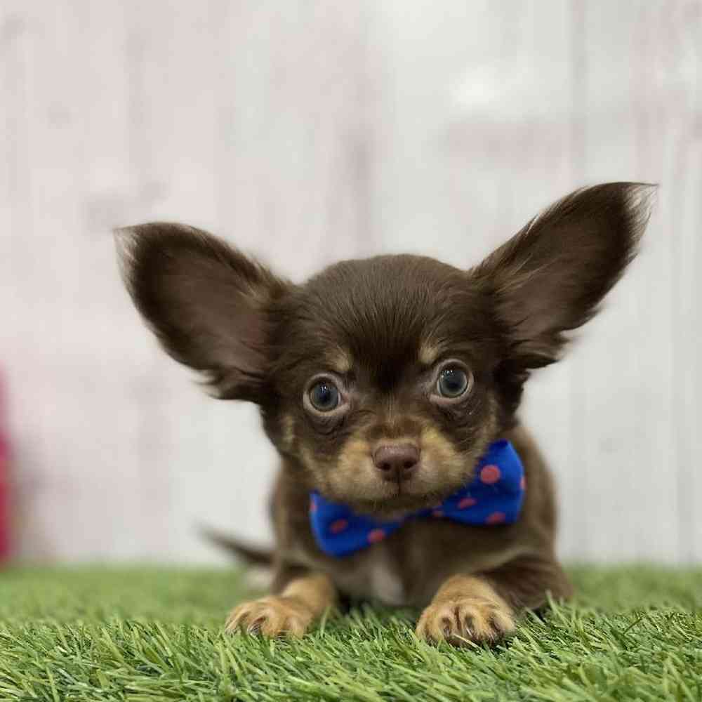 Male Chihuahua Puppy for Sale in Braintree, MA