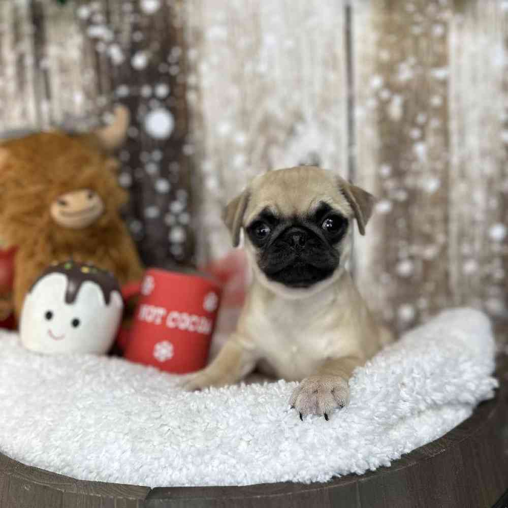 Female Pug Puppy for Sale in Saugus, MA