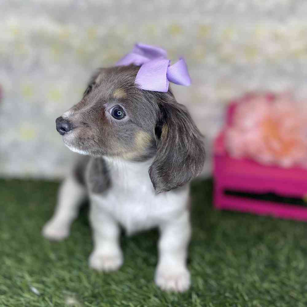 Female Chiweenie Puppy for Sale in Braintree, MA