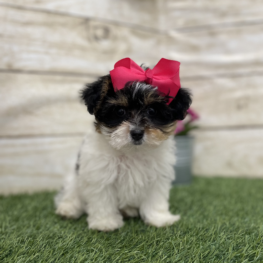 Female Yorkie-Poo Puppy for Sale in Braintree, MA