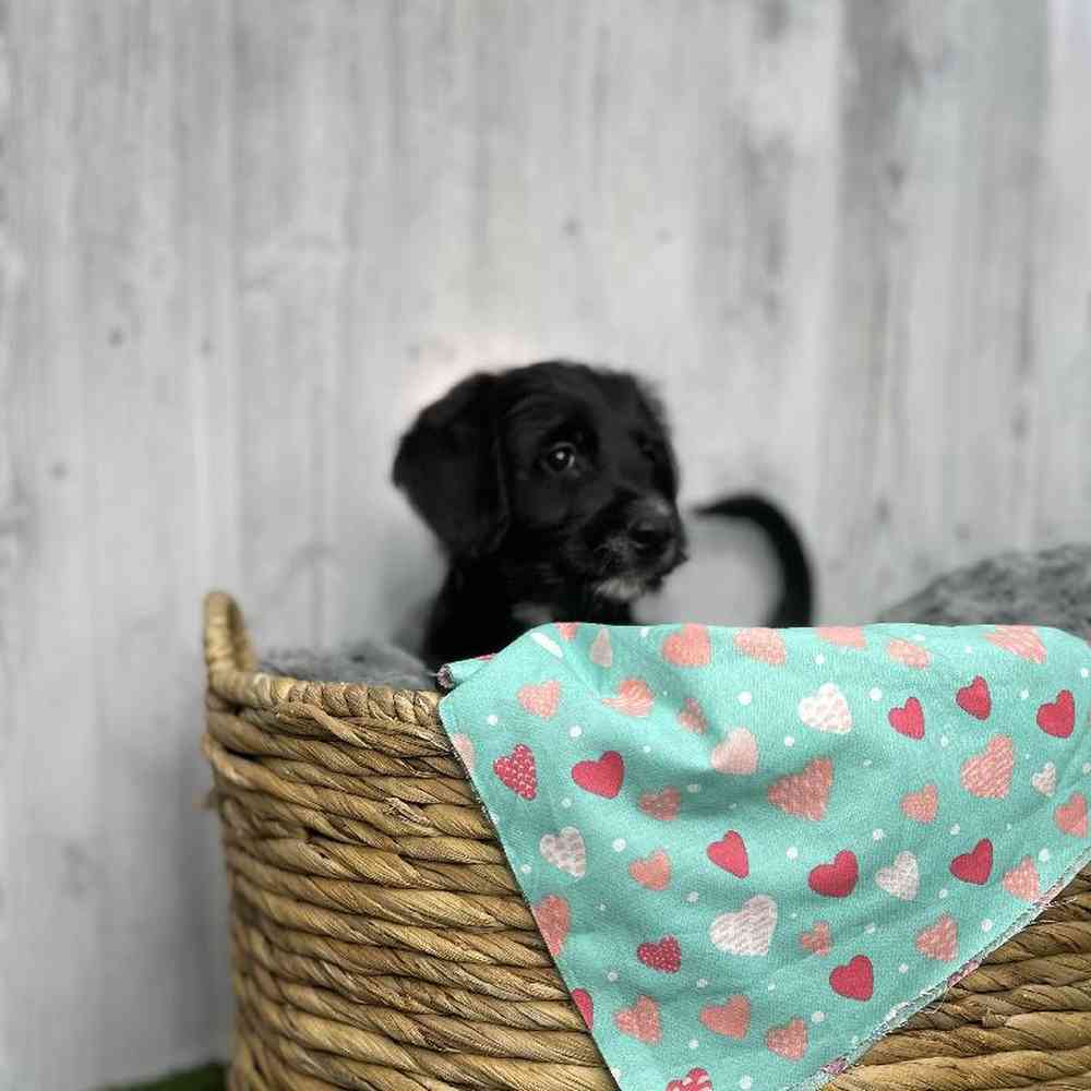 Male Mini Labradoodle Puppy for sale