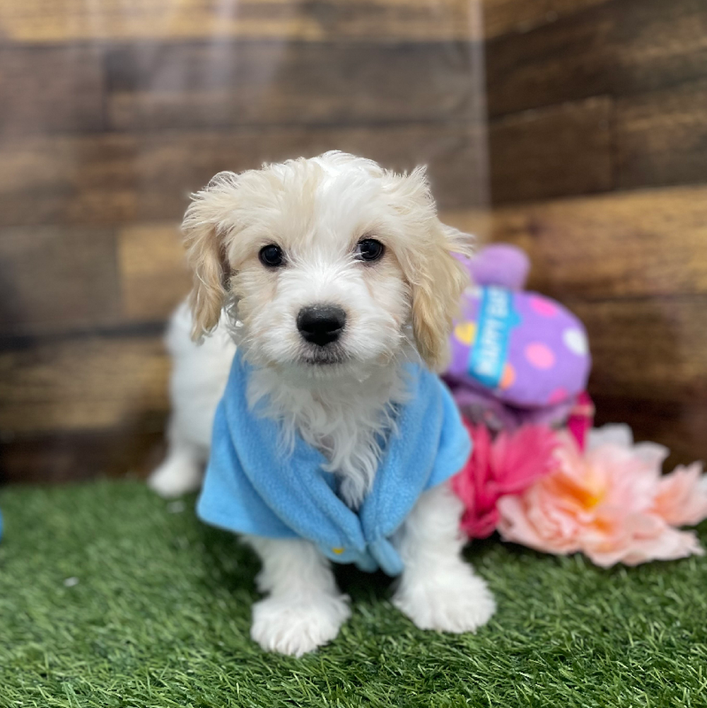 Male Cavachon Puppy for Sale in Braintree, MA
