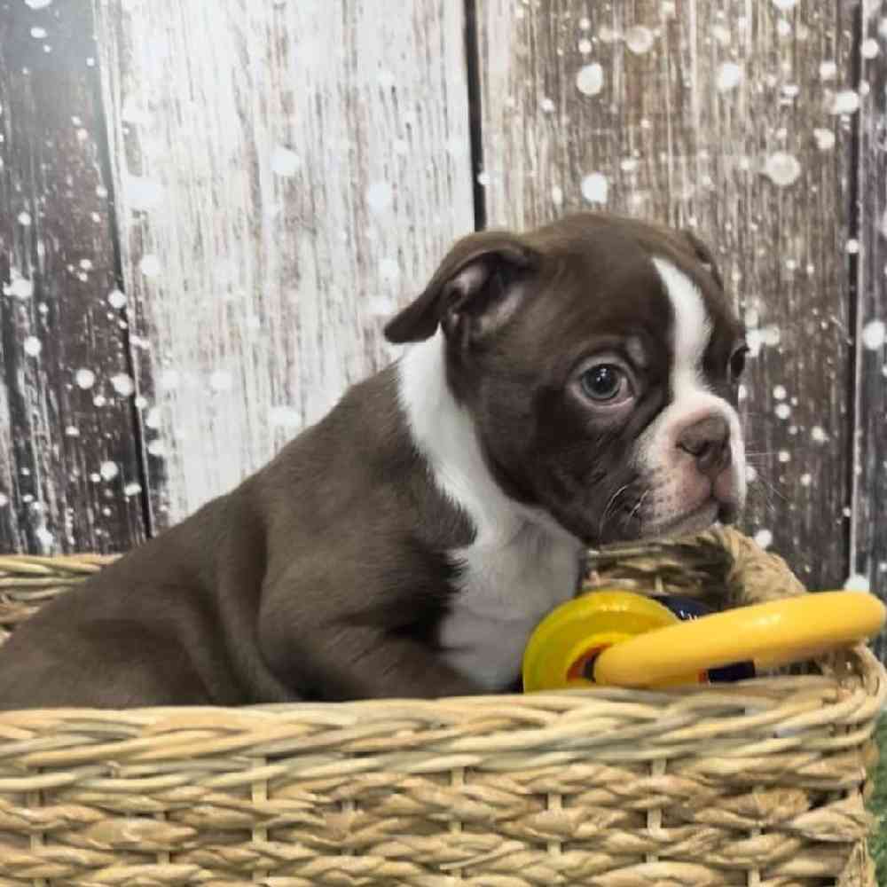 Boston Terrier For Sale Pet Express Saugus