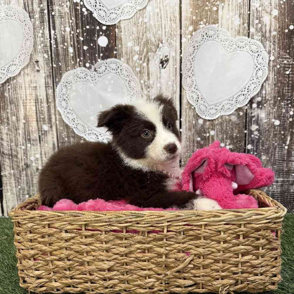 Female Miniature Australian Shepherd Puppy for Sale in Saugus, MA
