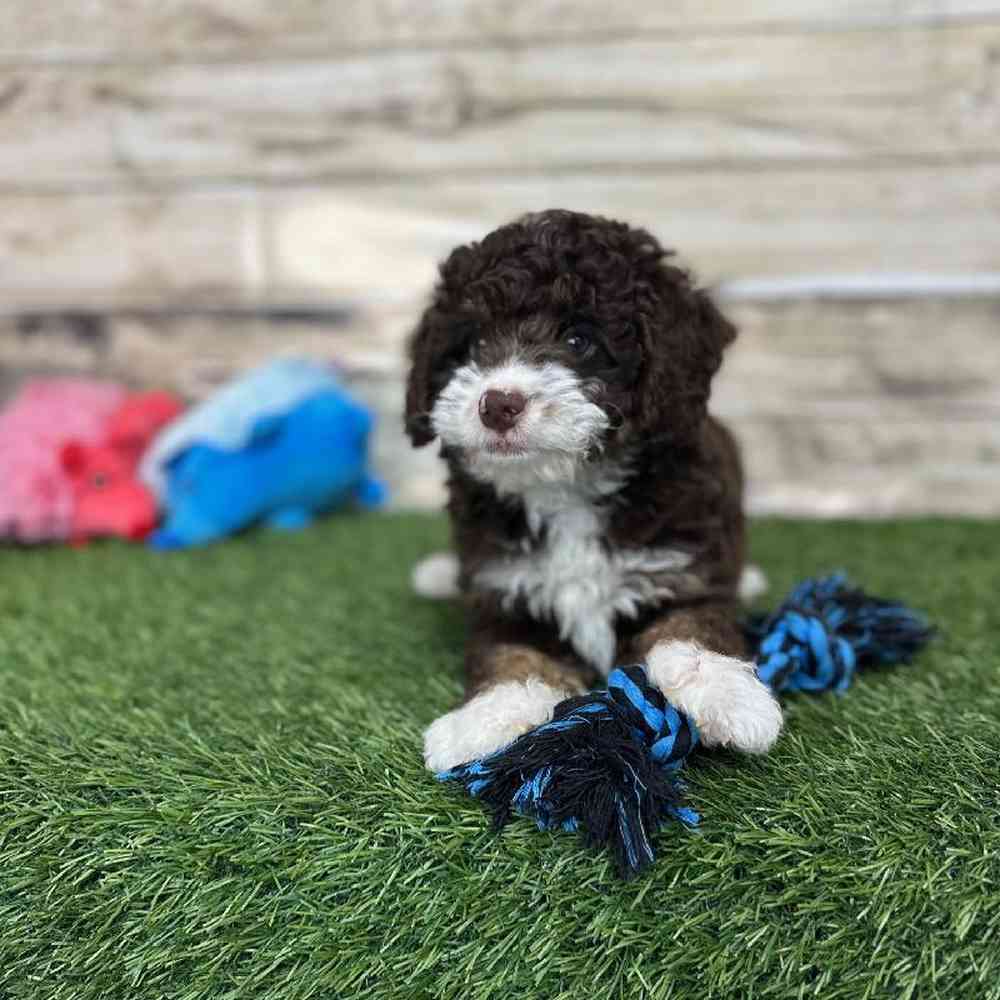 Male Mini Bernedoodle 2nd Gen Puppy for Sale in Saugus, MA