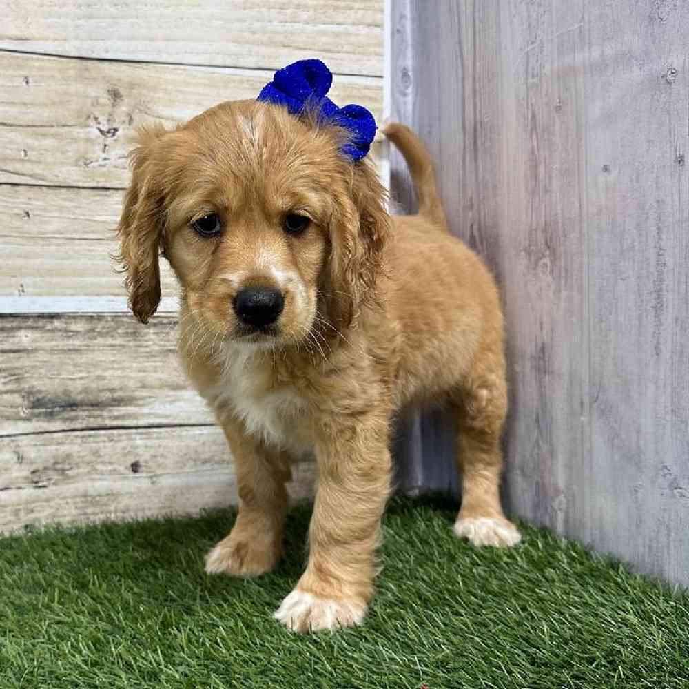 Female Golden Cocker Retriever Puppy for Sale in Saugus, MA