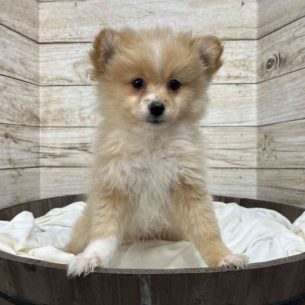 Female Pomeranian Puppy for Sale in Saugus, MA
