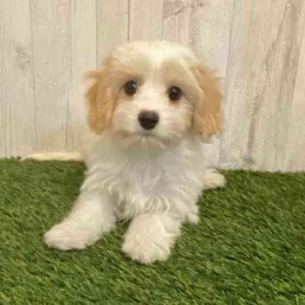Male Cavamalt Puppy for sale
