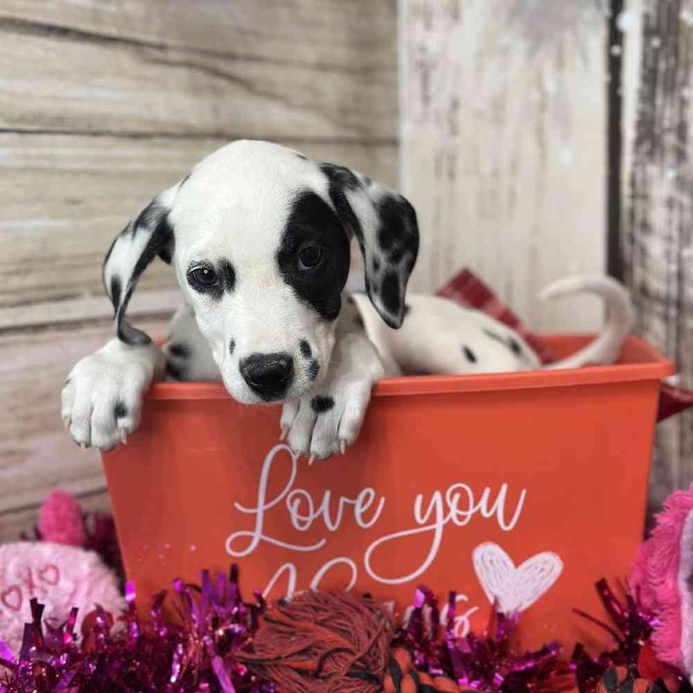 Female Dalmatian Puppy for Sale in Saugus, MA