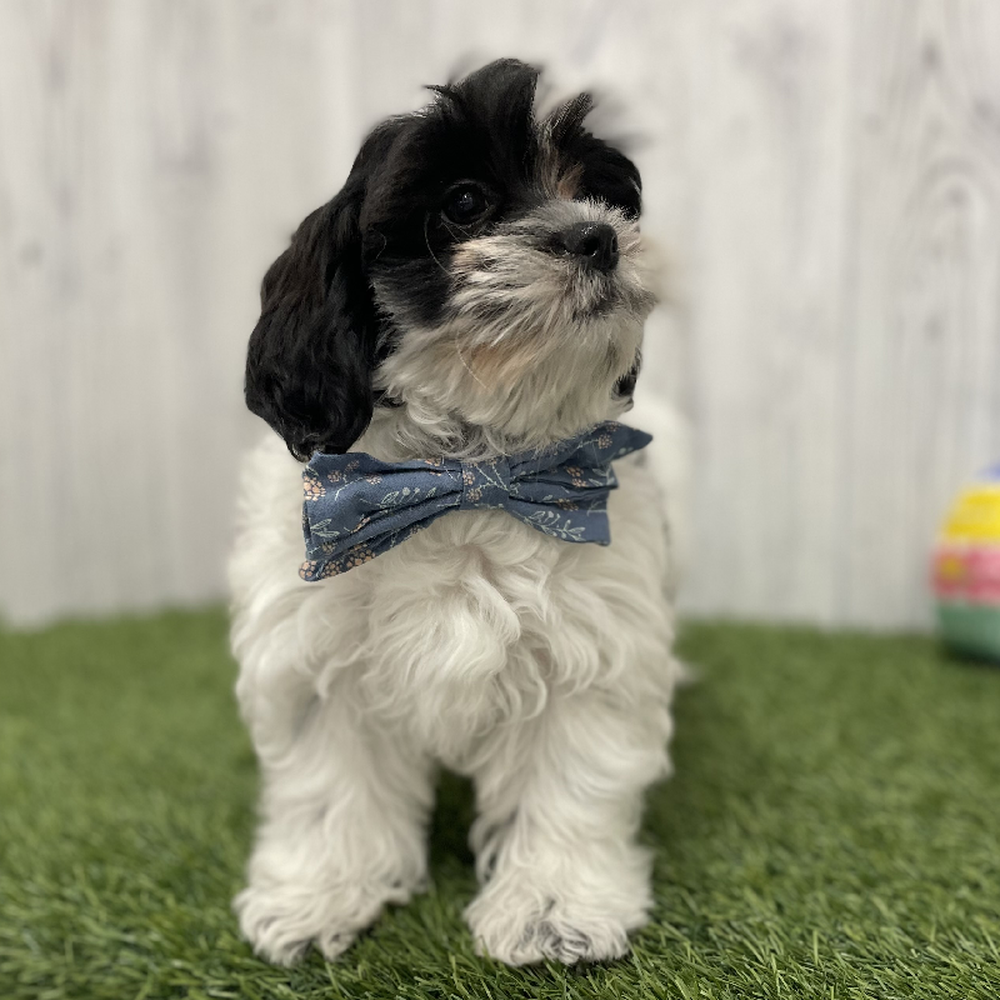 Male Shih-Poo Puppy for Sale in Braintree, MA