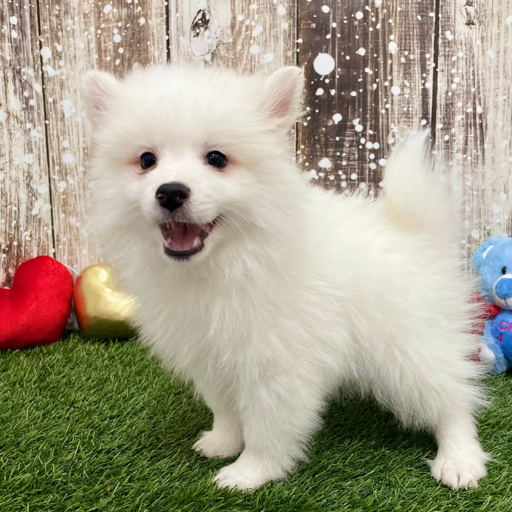 Male American Eskimo Puppy for Sale in Braintree, MA