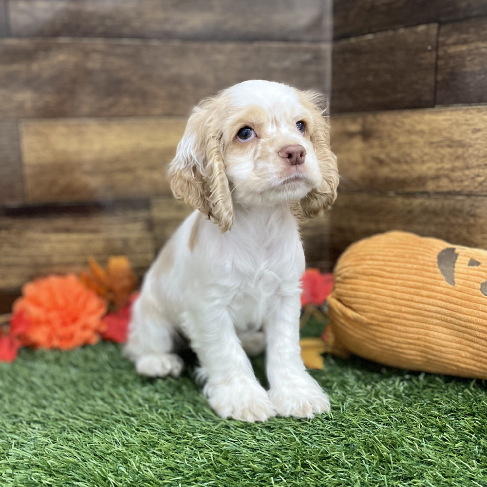 Male Cocker Spaniel Puppy for Sale in Braintree, MA