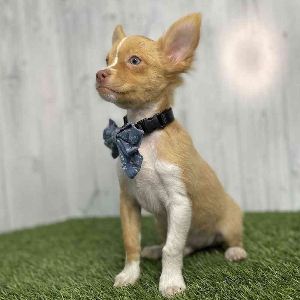 Male Chihuahua Puppy for sale