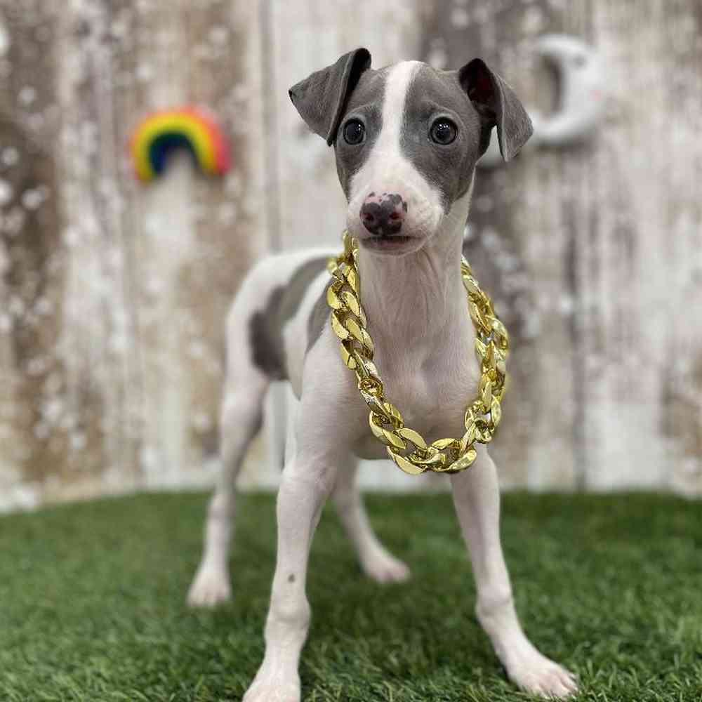 Male Italian Greyhound Puppy for Sale in Braintree, MA