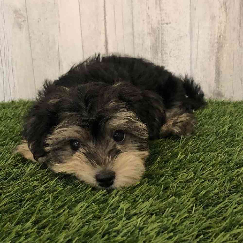 Male Morkie Puppy for sale