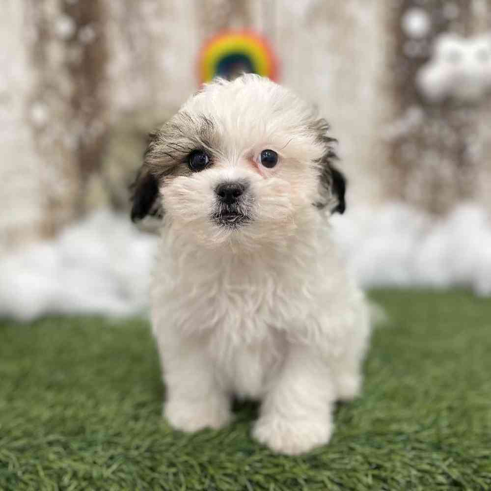 Male Shih-Poo Puppy for Sale in Braintree, MA