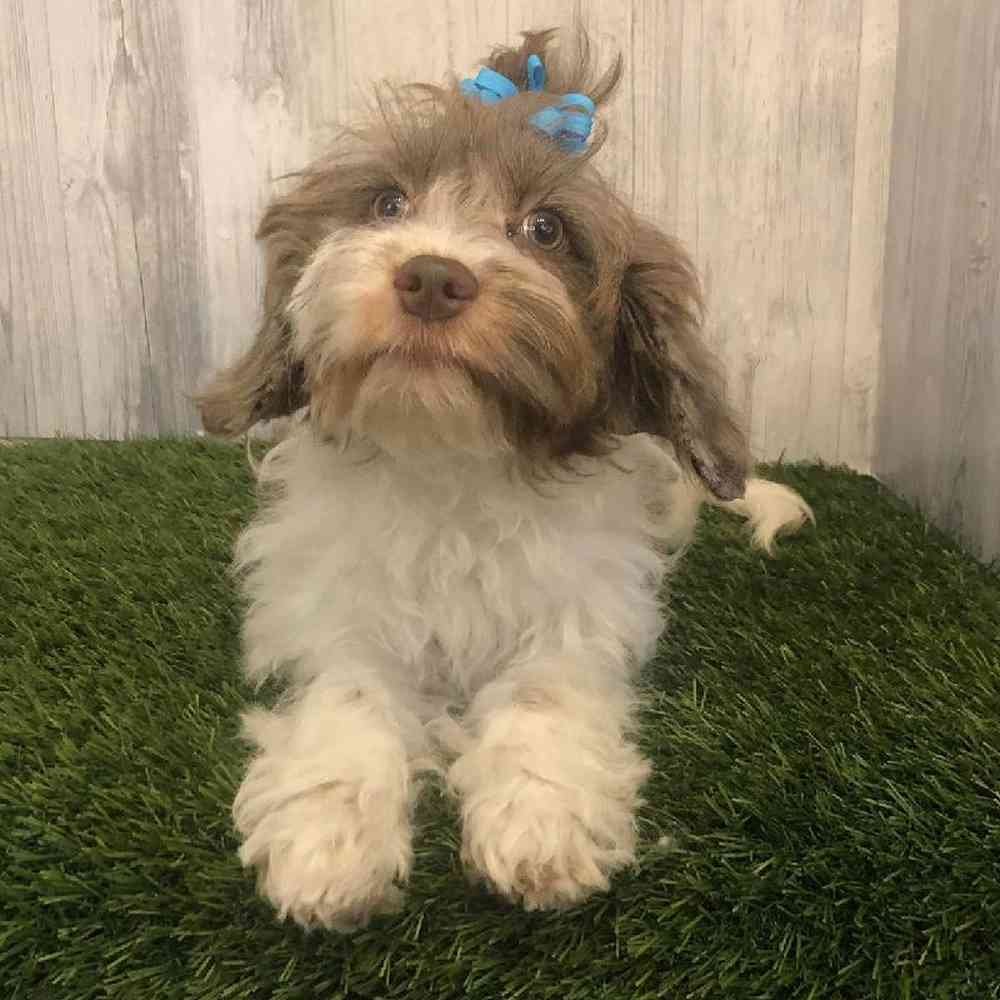Female Cockapoo Puppy for sale