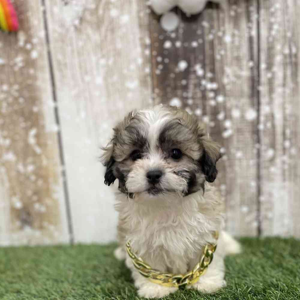 Male Teddy Bear (Zuchon) Puppy for Sale in Braintree, MA