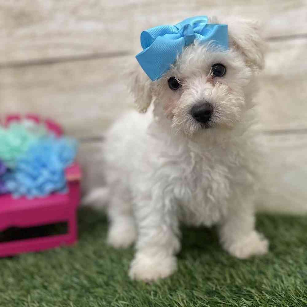 Female Bichon Frise Puppy for Sale in Braintree, MA