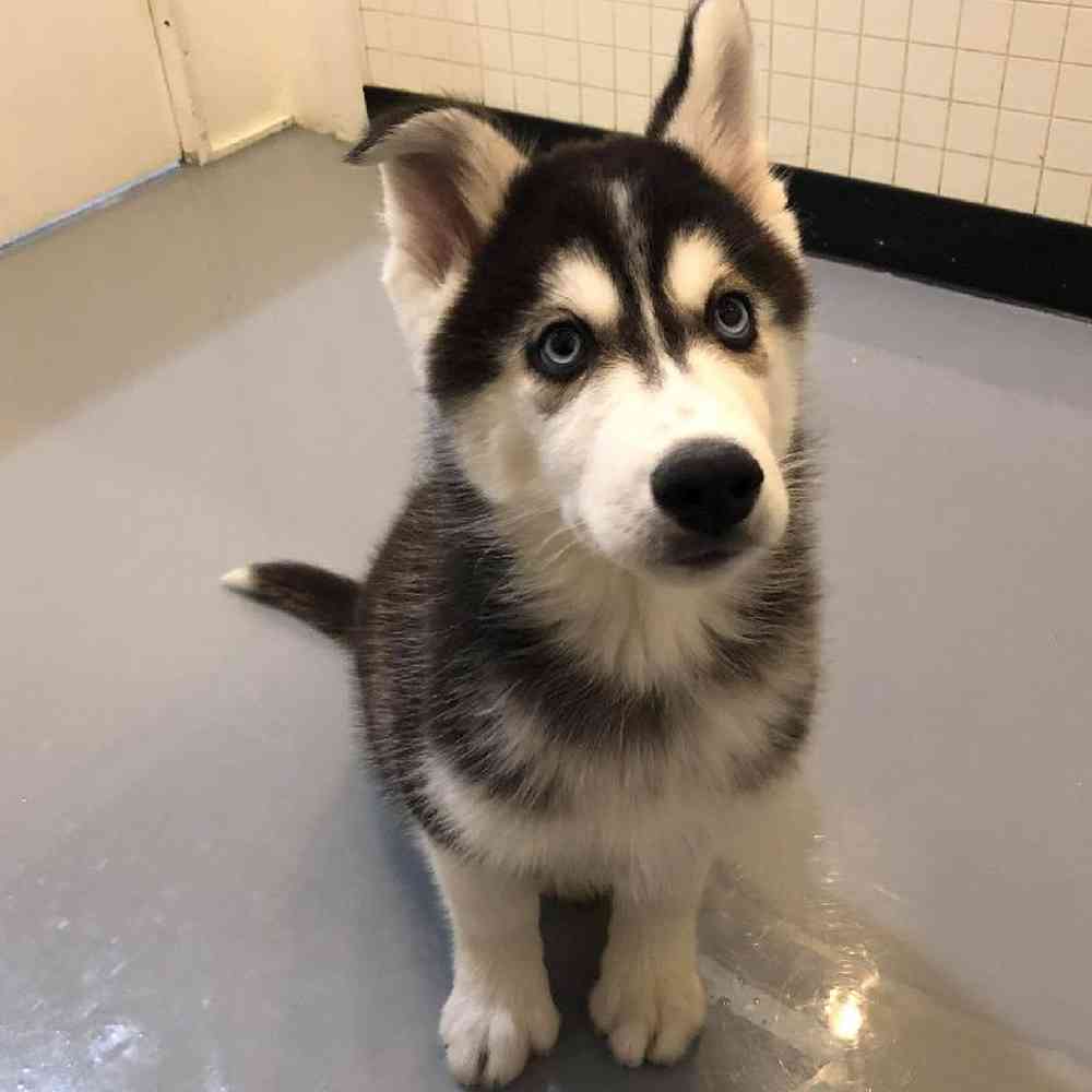 Male Siberian Husky Puppy for sale