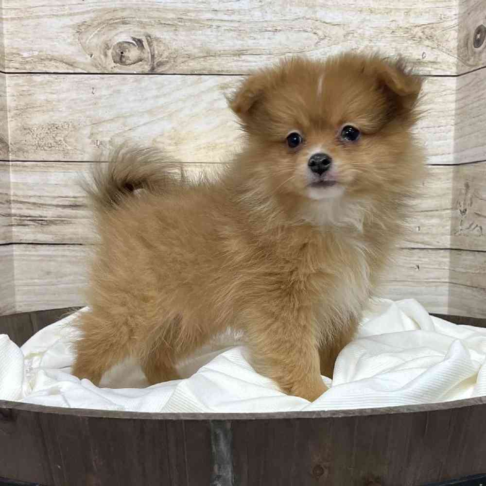 Male Pomeranian Puppy for Sale in Saugus, MA