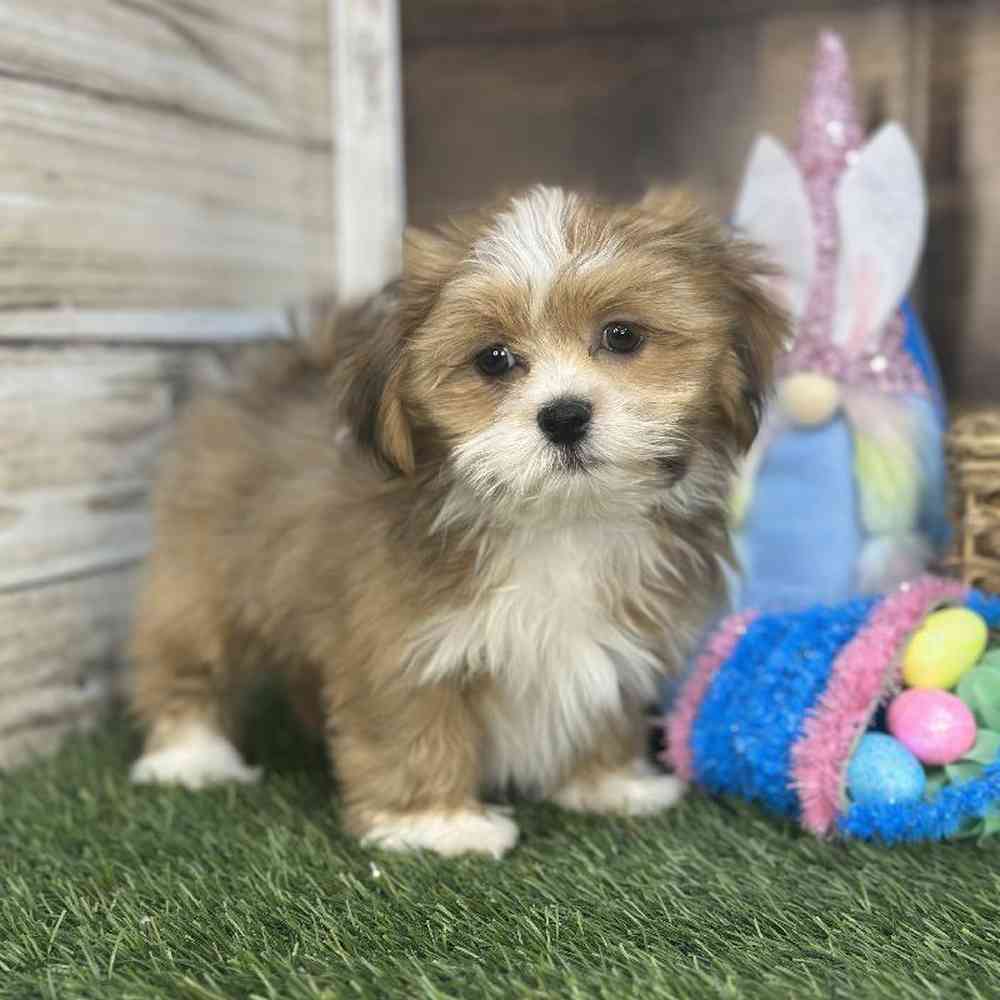 Female Lhasa Apso Puppy for Sale in Saugus, MA