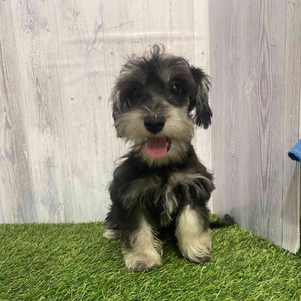 Female Chonzer (Bichon/Min Schnauzer) Puppy for Sale in Saugus, MA