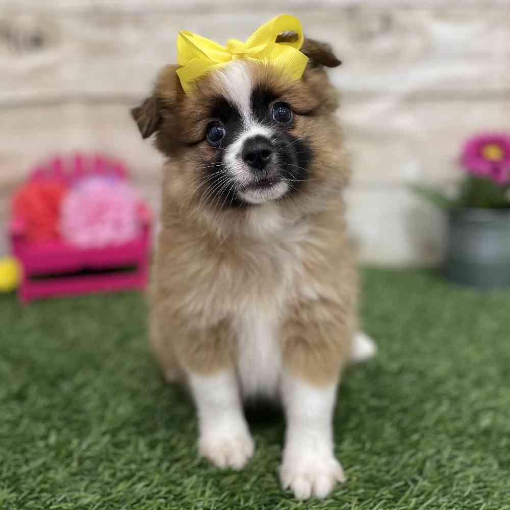 Female Aussie Pom Puppy for Sale in Braintree, MA