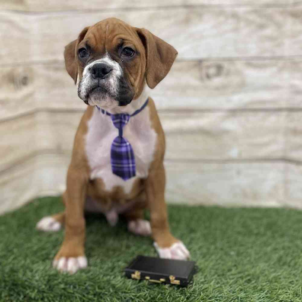 Male Boxer Puppy for Sale in Braintree, MA