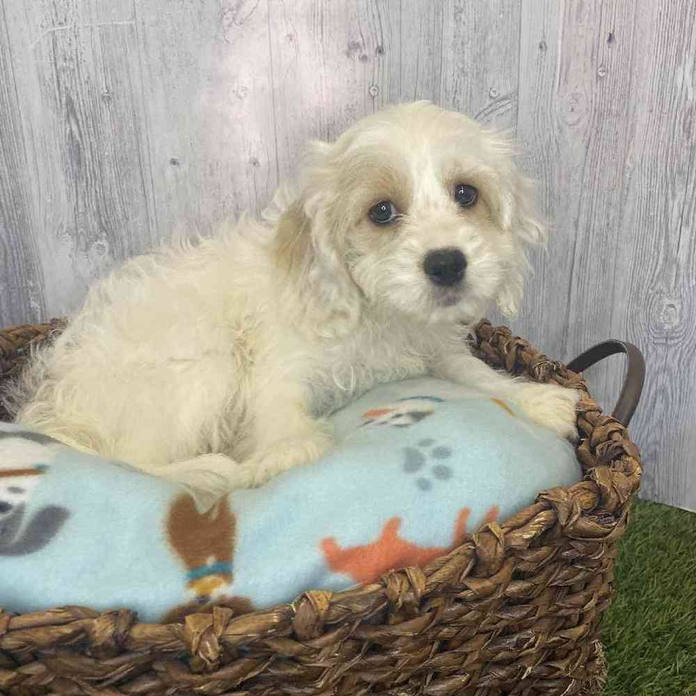 Female Cockapoo Puppy for Sale in Saugus, MA