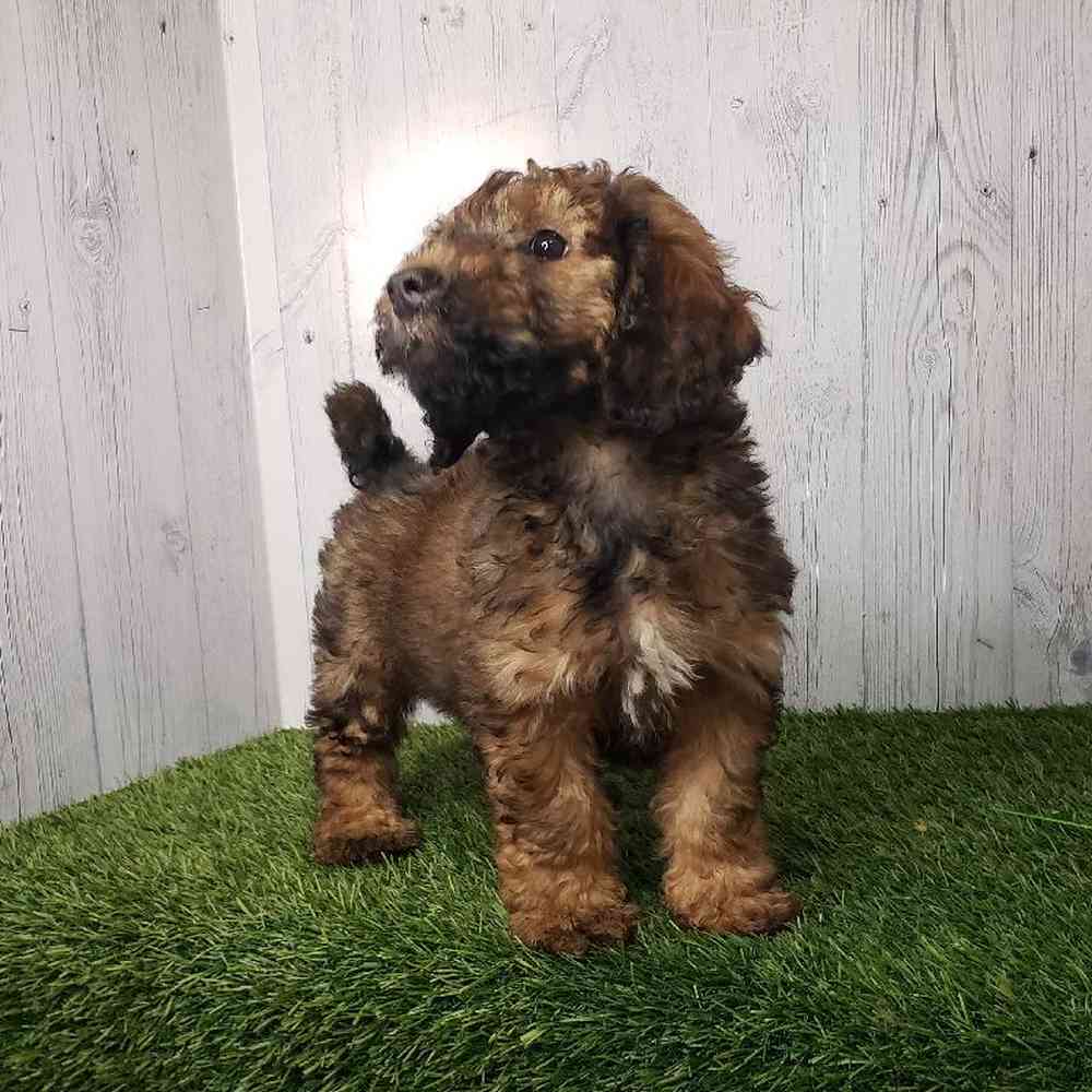 Male Mini Goldendoodle 2nd Gen Puppy for sale
