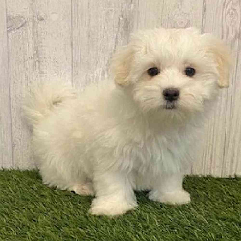 Male Maltese Puppy for sale