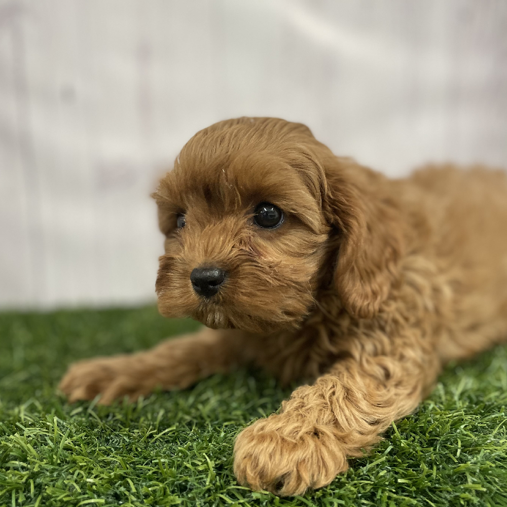 Female Cavapoo Puppy for Sale in Braintree, MA