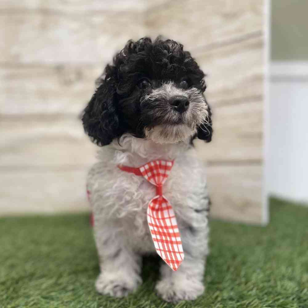 Male Bichon-Poodle Puppy for Sale in Braintree, MA