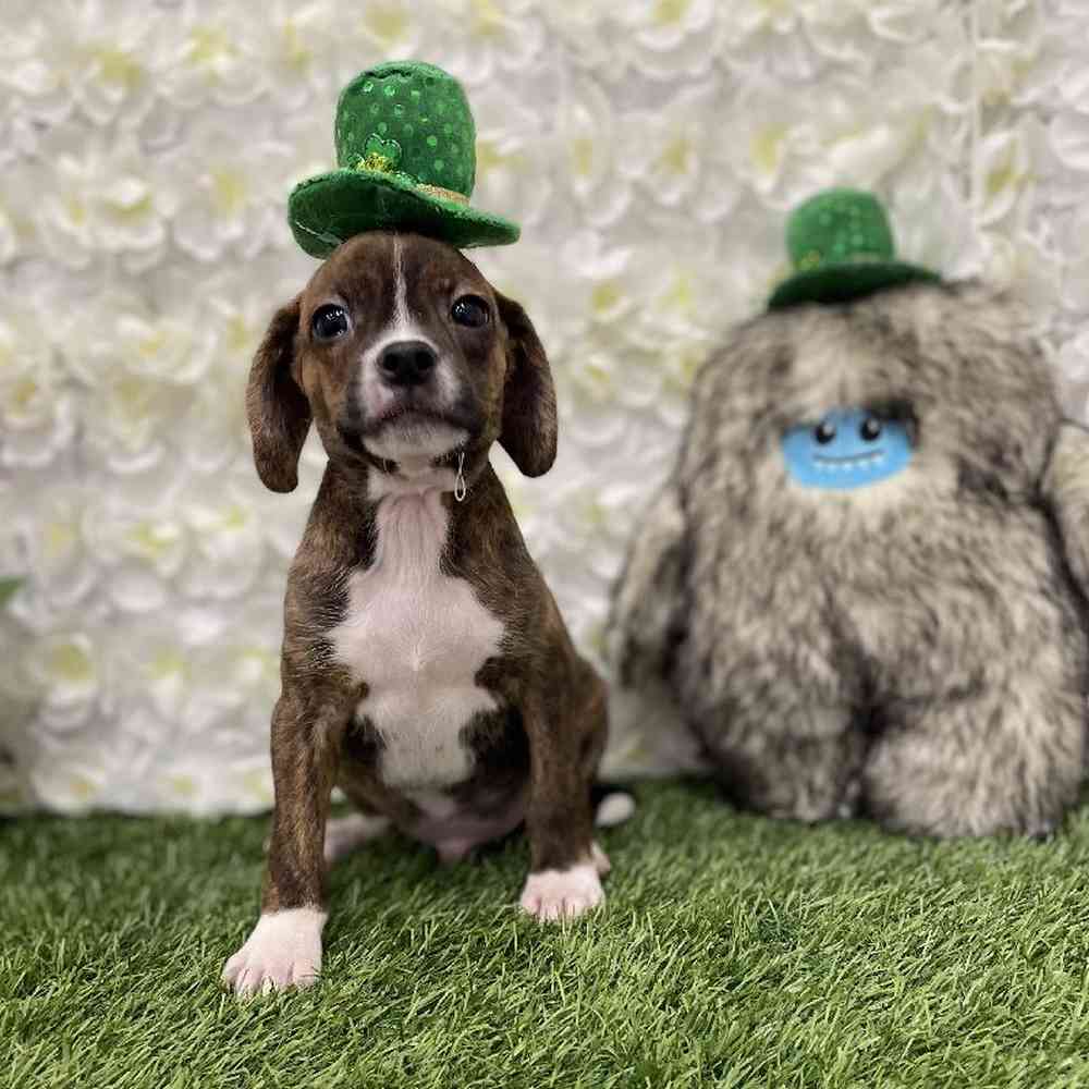 Male Boglen Terrier Puppy for Sale in Braintree, MA