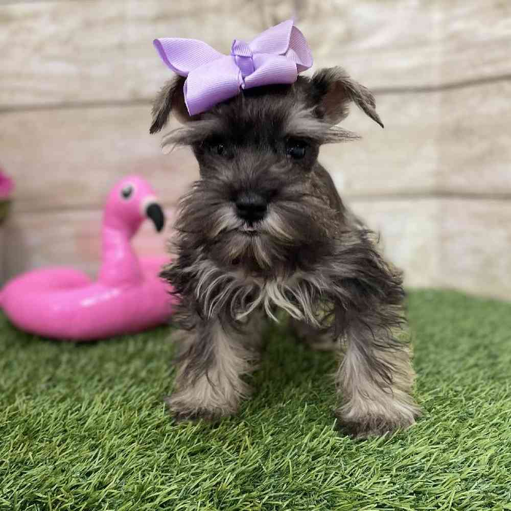 Female Miniature Schnauzer Puppy for Sale in Braintree, MA