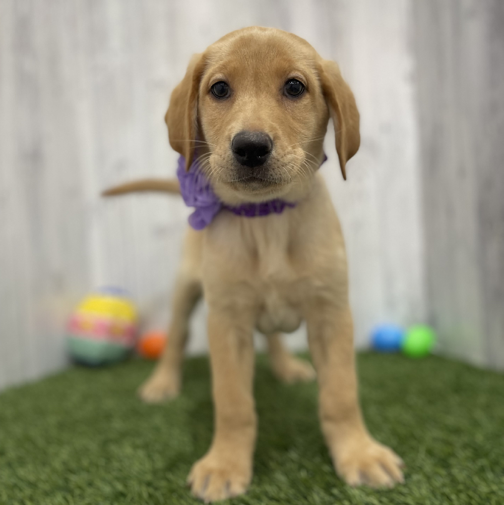 Female Labrador Retriever Puppy for Sale in Braintree, MA