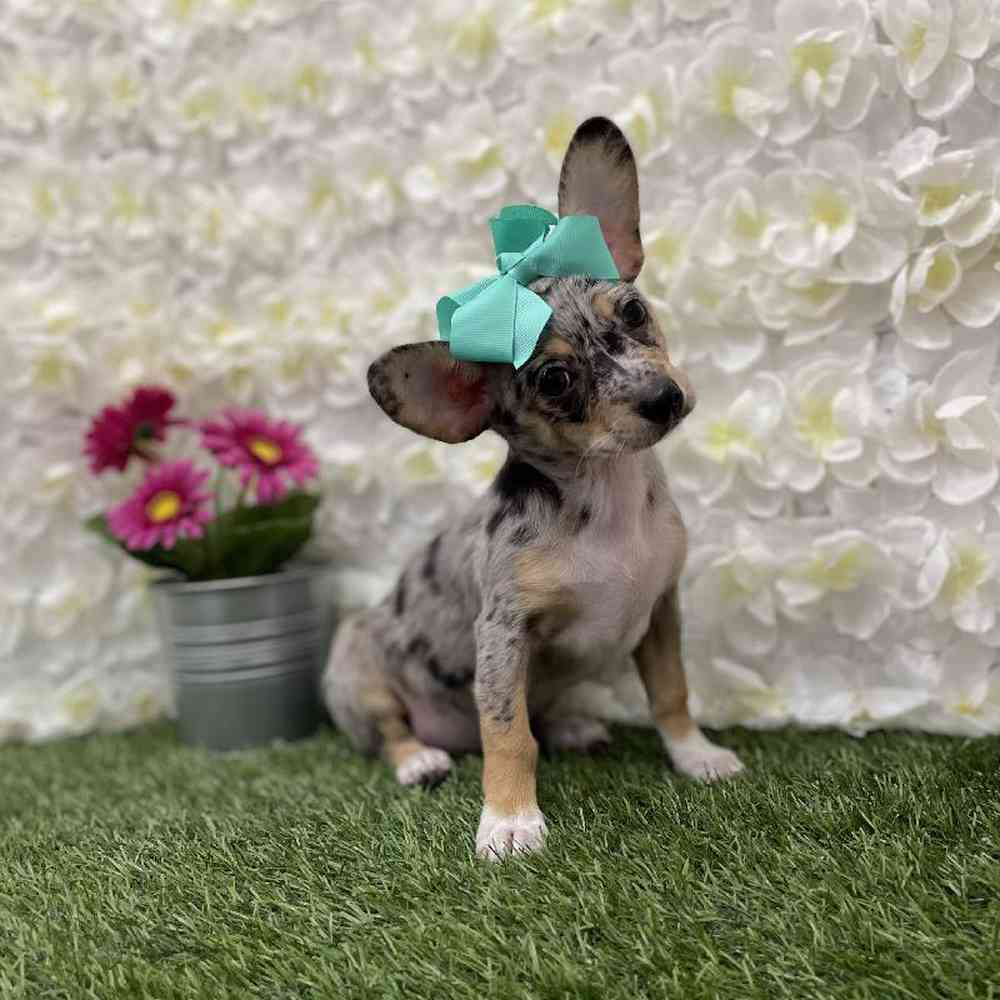 Female Chihuahua Puppy for Sale in Braintree, MA